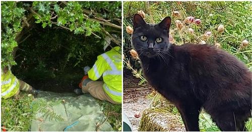 Cat’s meowing leads police to missing 83-year-old woman who fell into ravine