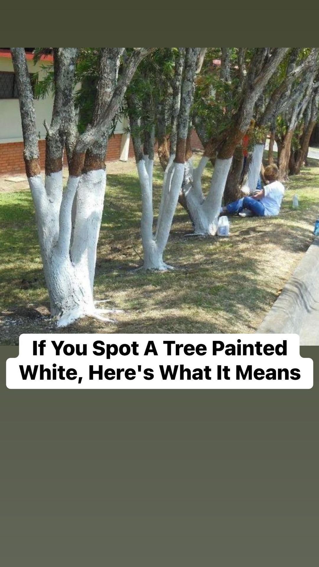 If You Spot A Tree Painted White, Here’s What It Means