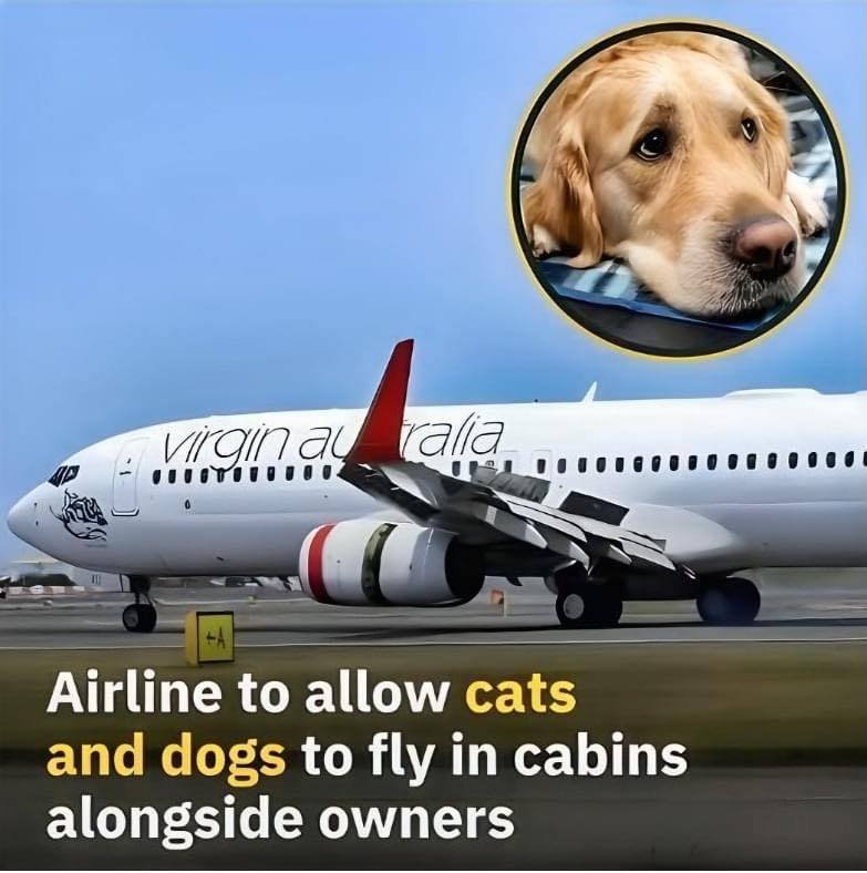 Airline Will Allow Dogs And Cats In The Cabins