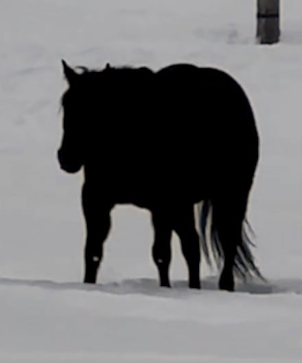 Is This Horse Walking Toward Or Away From The Camera? Here’s The Right Answer