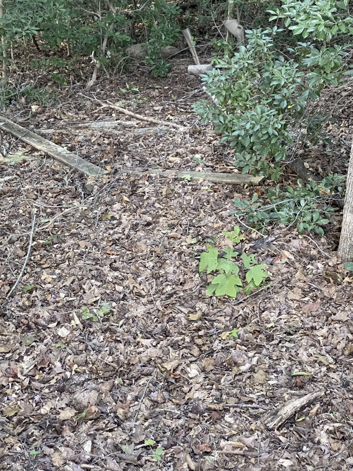 Only Eagle-Eyed People Can Spot The Hidden Snake In This Photo