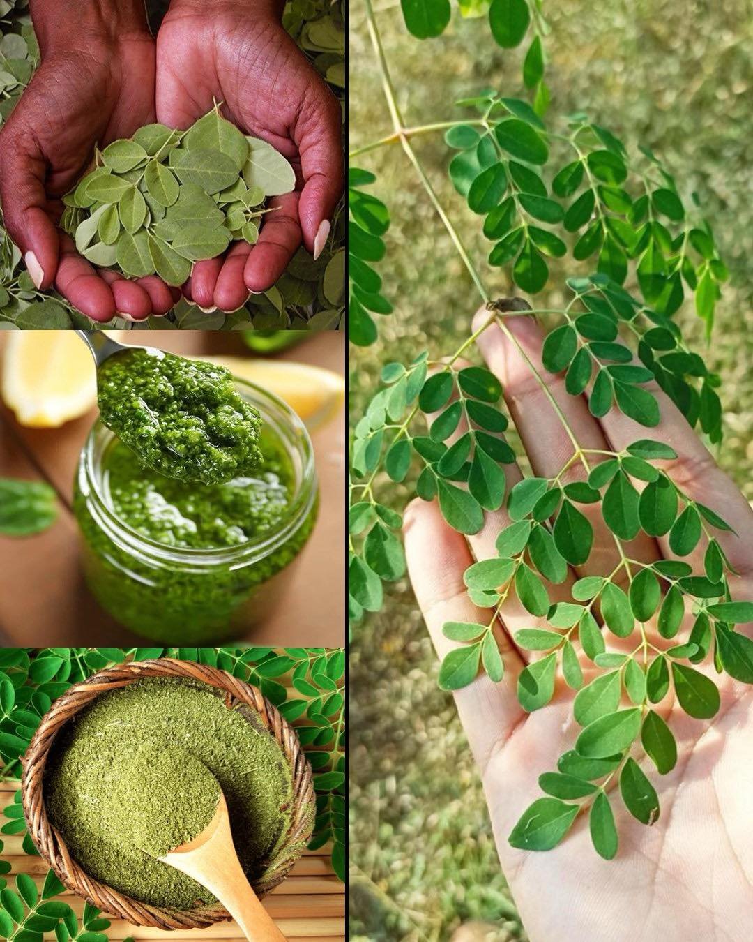 Discover The Miraculous Benefits of Moringa