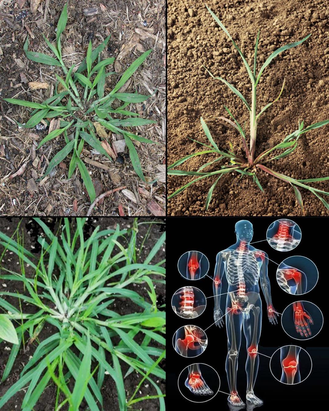 7 Key things about Crabgrass