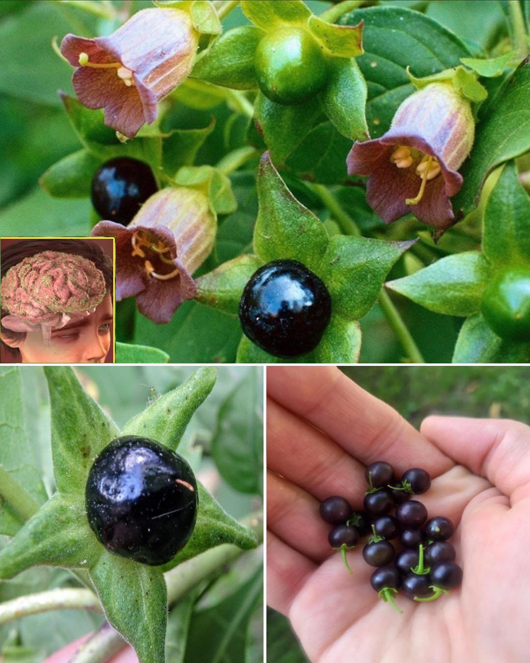 Deadly Nightshade (Atropa belladonna): The Dangerous Beauty