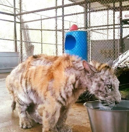 Neglected out of ignorance, tiger is rescued from circus – look at her miraculous transformation