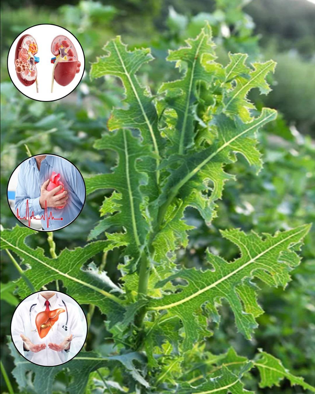 Lactuca Serriola: The Power of Prickly Lettuce That Grows Everywhere