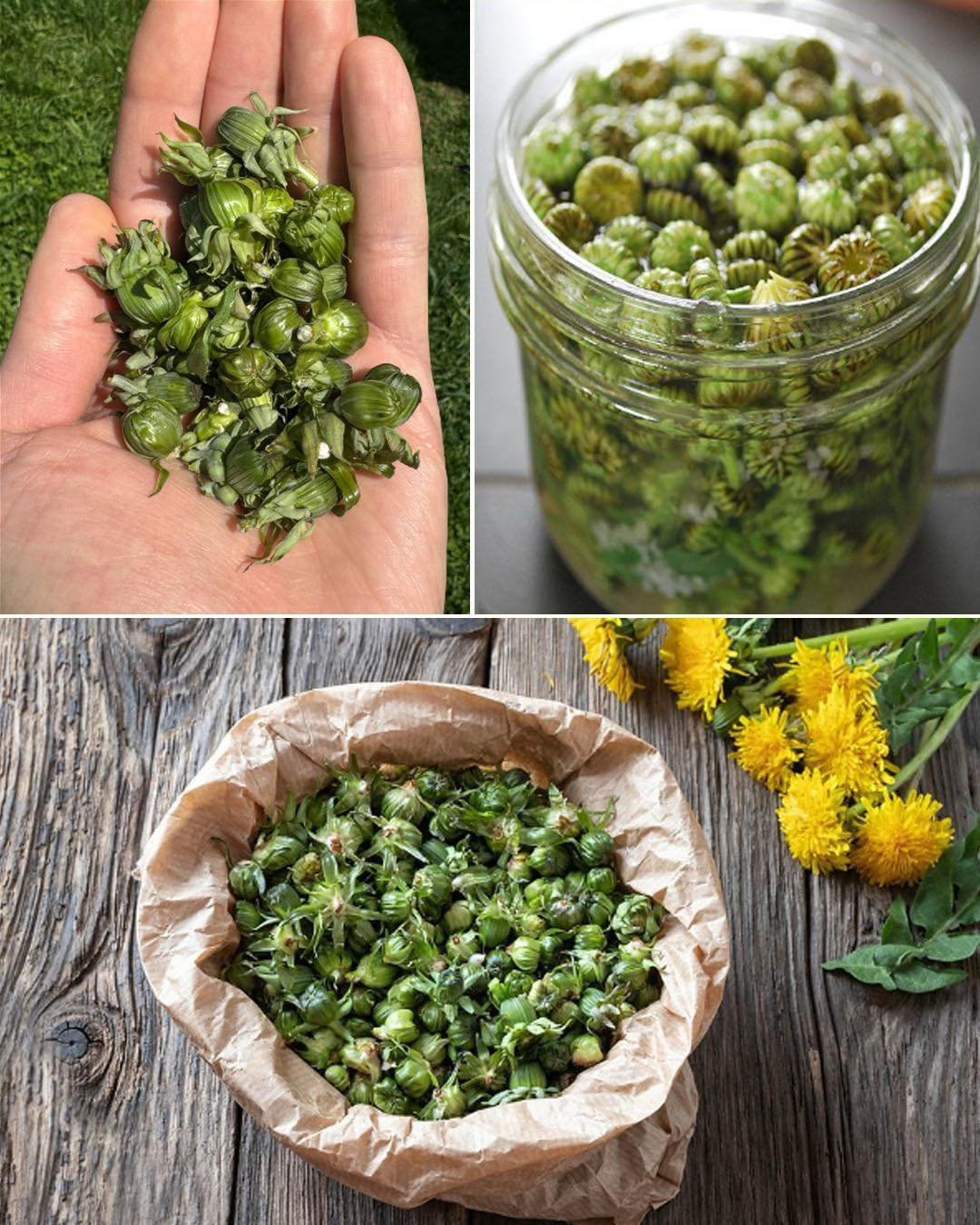 Dandelion Buds: A Forager’s Delight and How to Turn Them into Capers