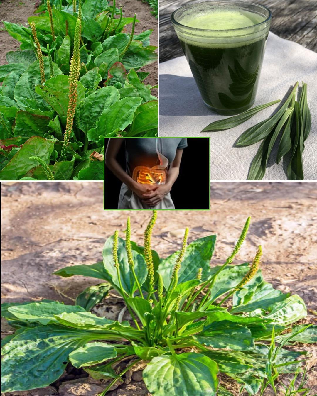 7 benefits and uses of Plantago Major