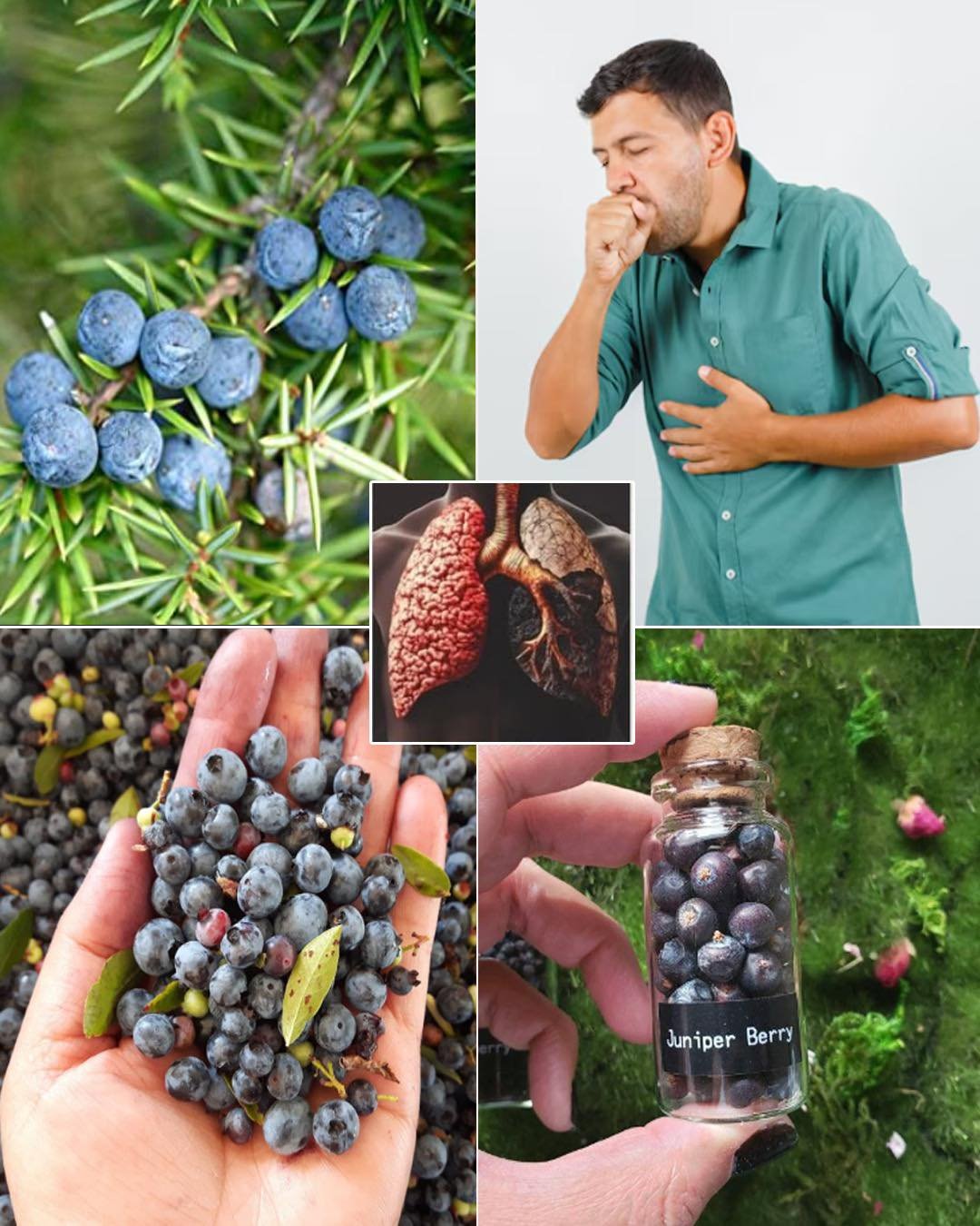 Juniper (Juniperus communis): Benefits and Uses