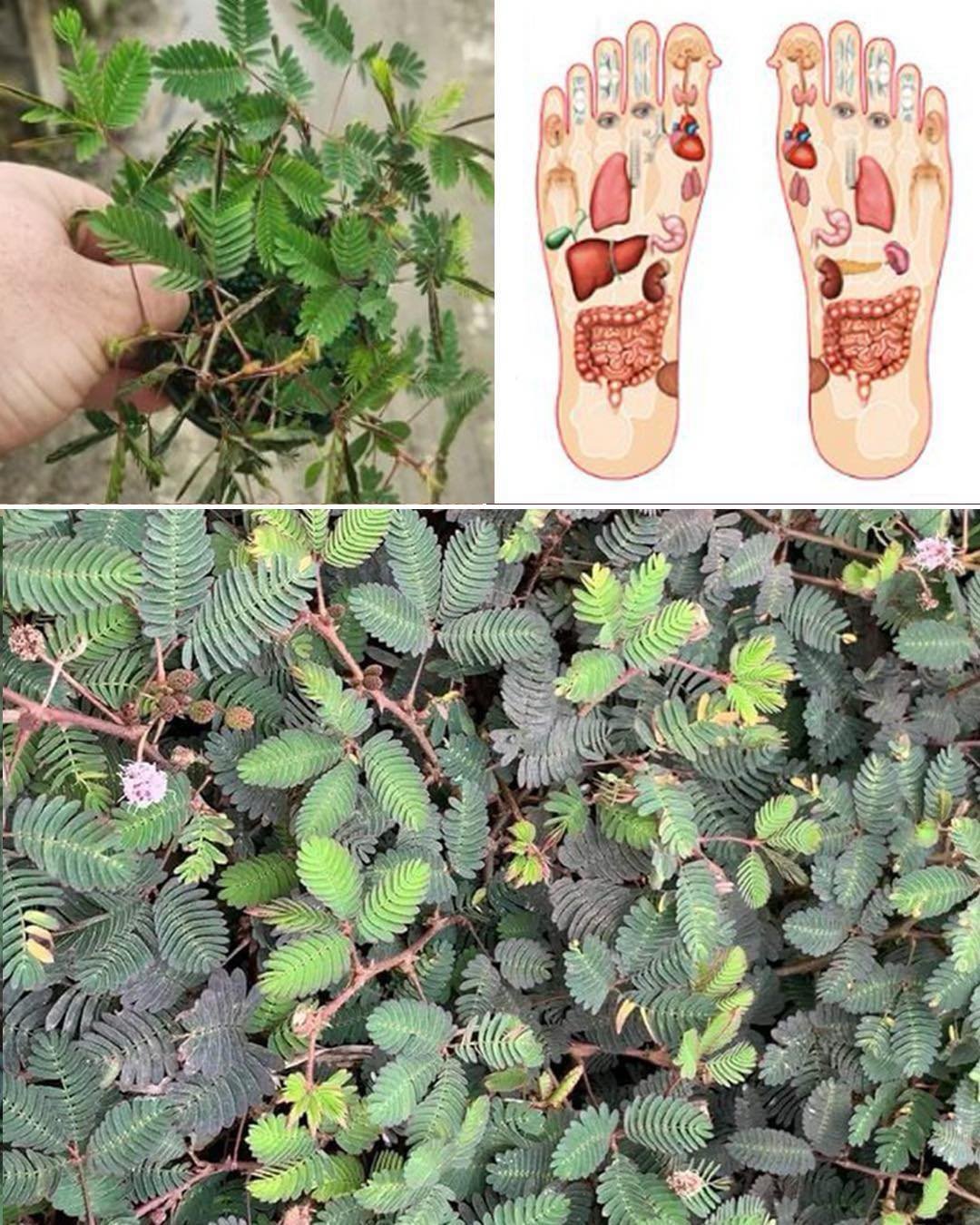 Mimosa Pudica: Medicinal Value and Uses