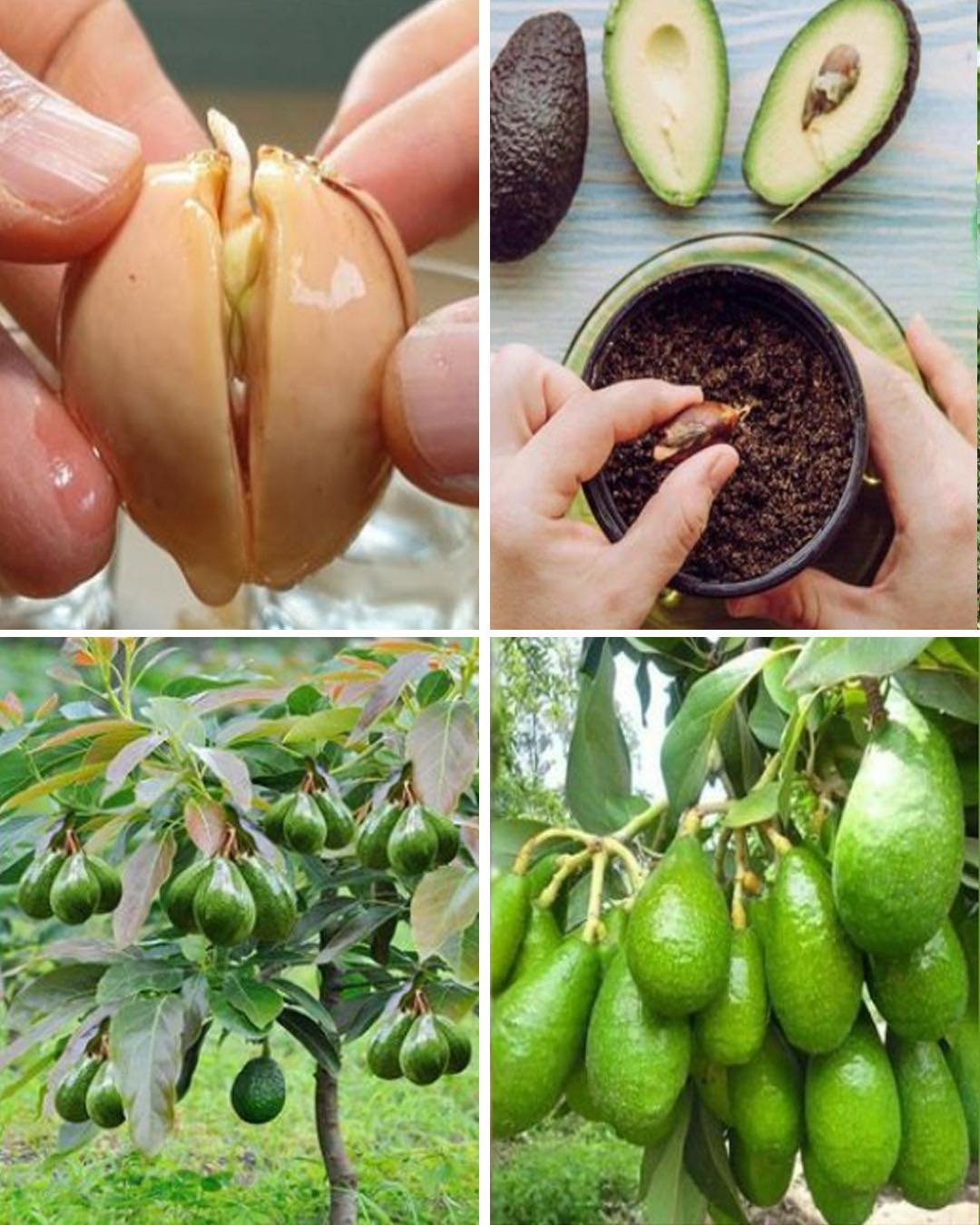 How to Grow Avocado Trees from Leaves