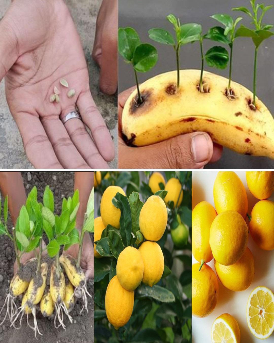 A Guide to Growing Lemons in Banana Plants