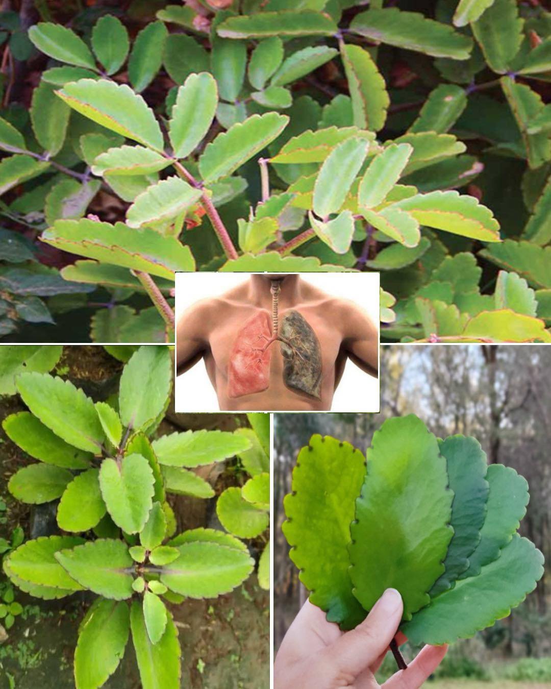 7 Benefits of the Miracle Leaf of Life