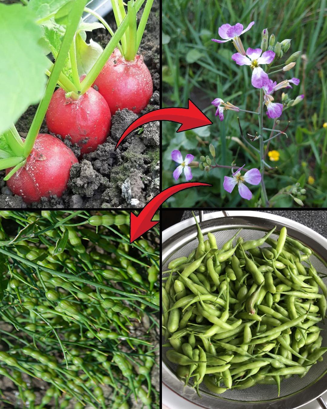 7 Surprising Reasons to Let Your Radishes Go to Seed and Enjoy Radish Pods