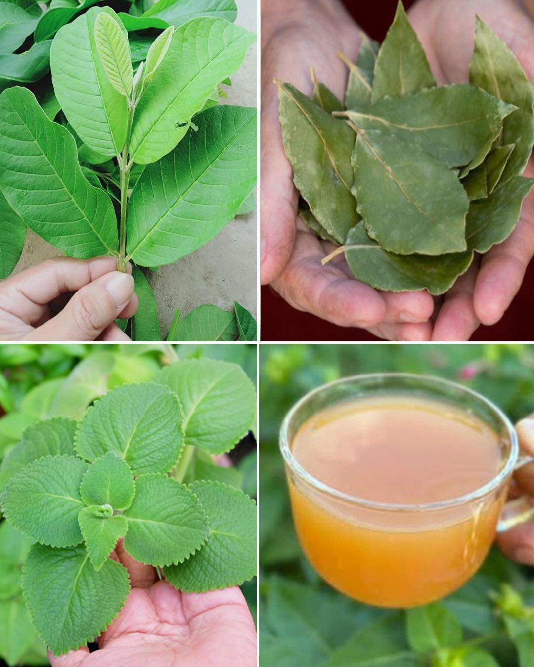 Guava, Oregano, and Bay Leaves: The Healing Leaves used in traditional medicine for centuries