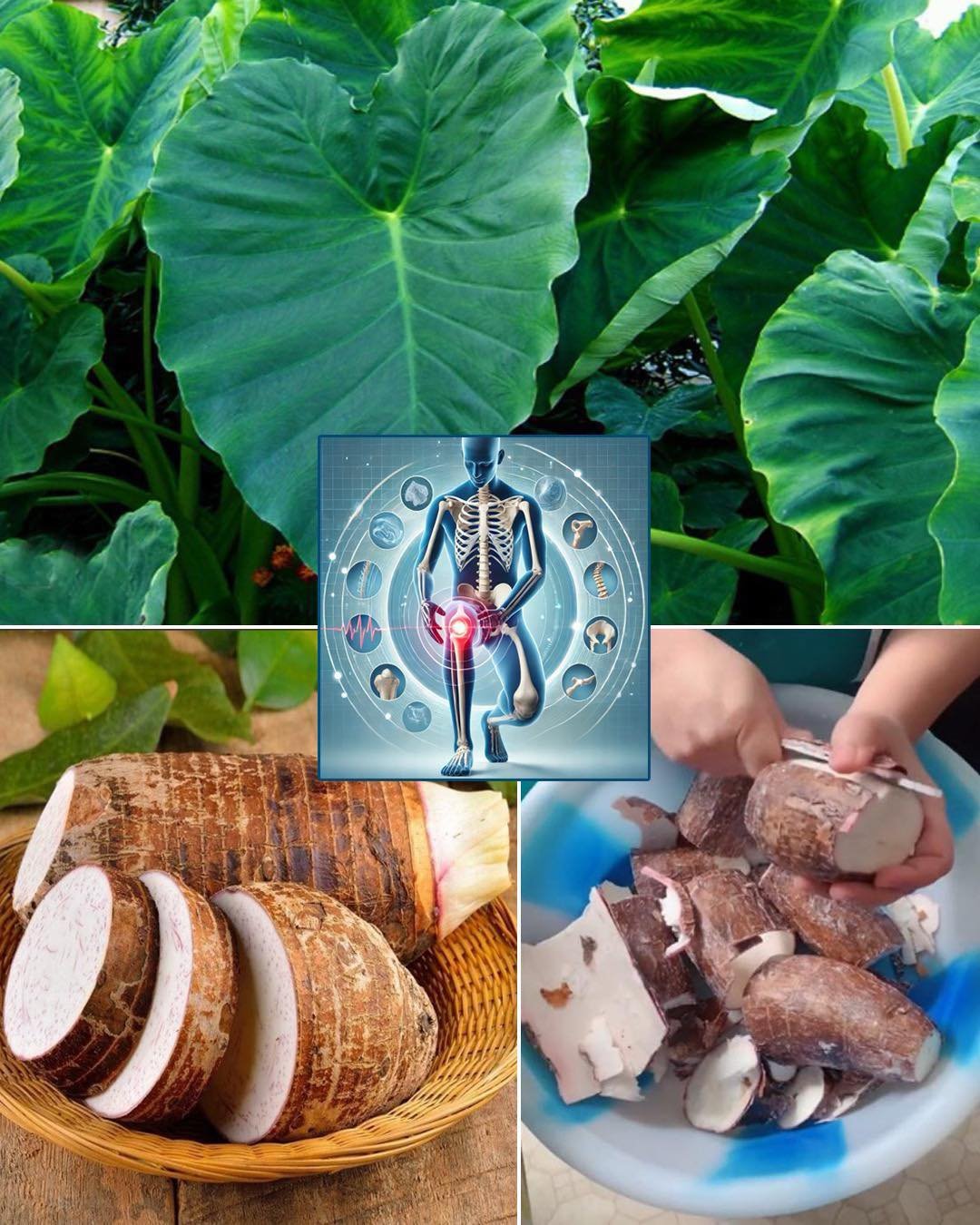 Benefits and Uses of Taro (Colocasia esculenta)