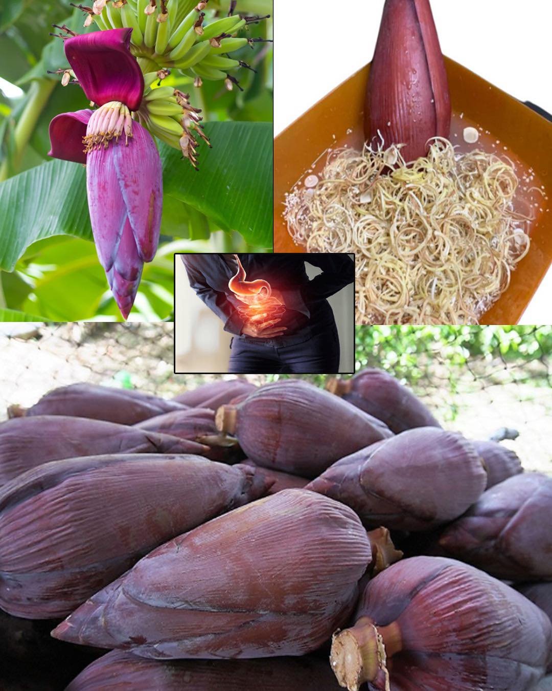 Banana Blossom: Health Benefits, Recipes, and Uses