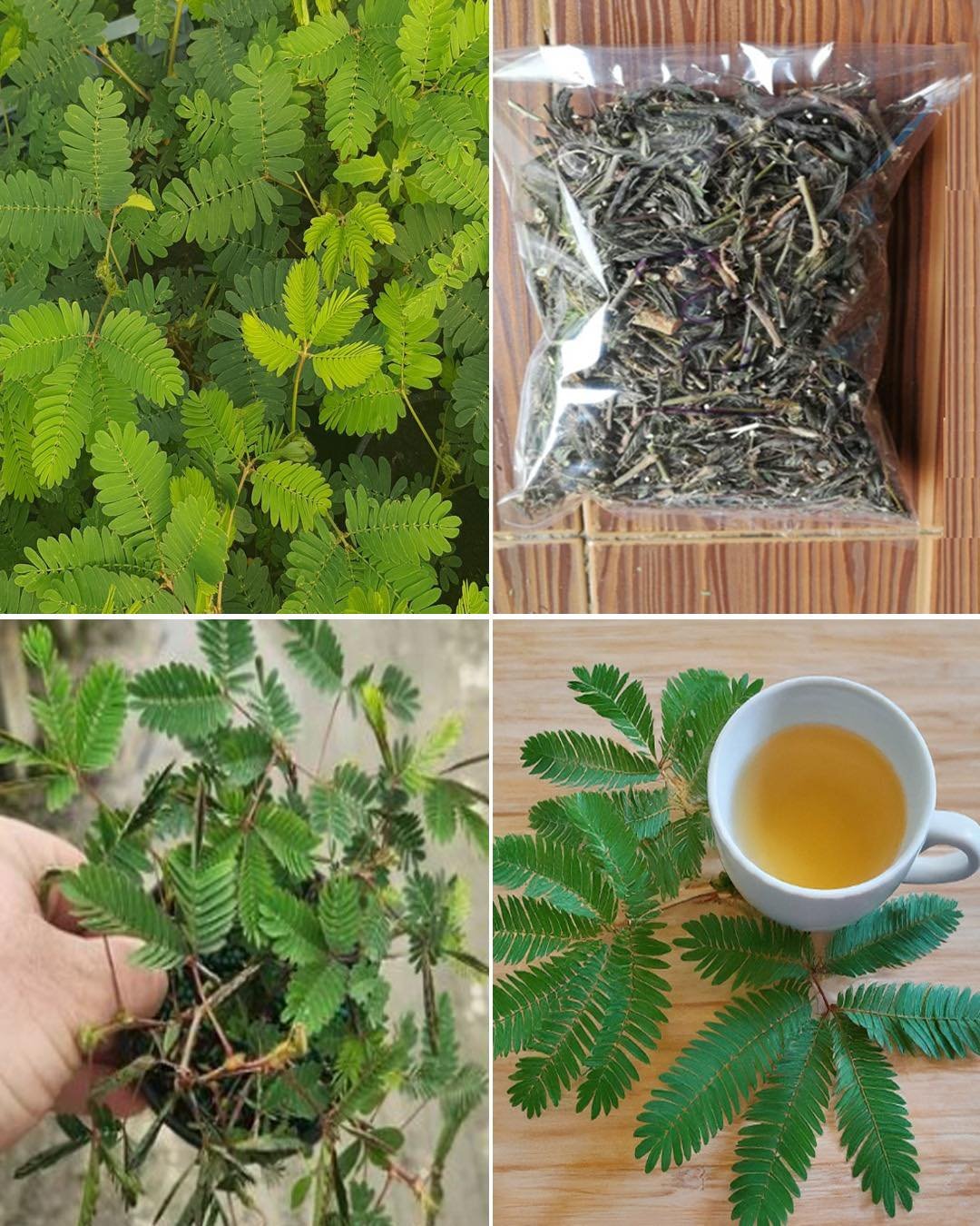 Mimosa Pudica Tea: How to Prepare and Health Benefits