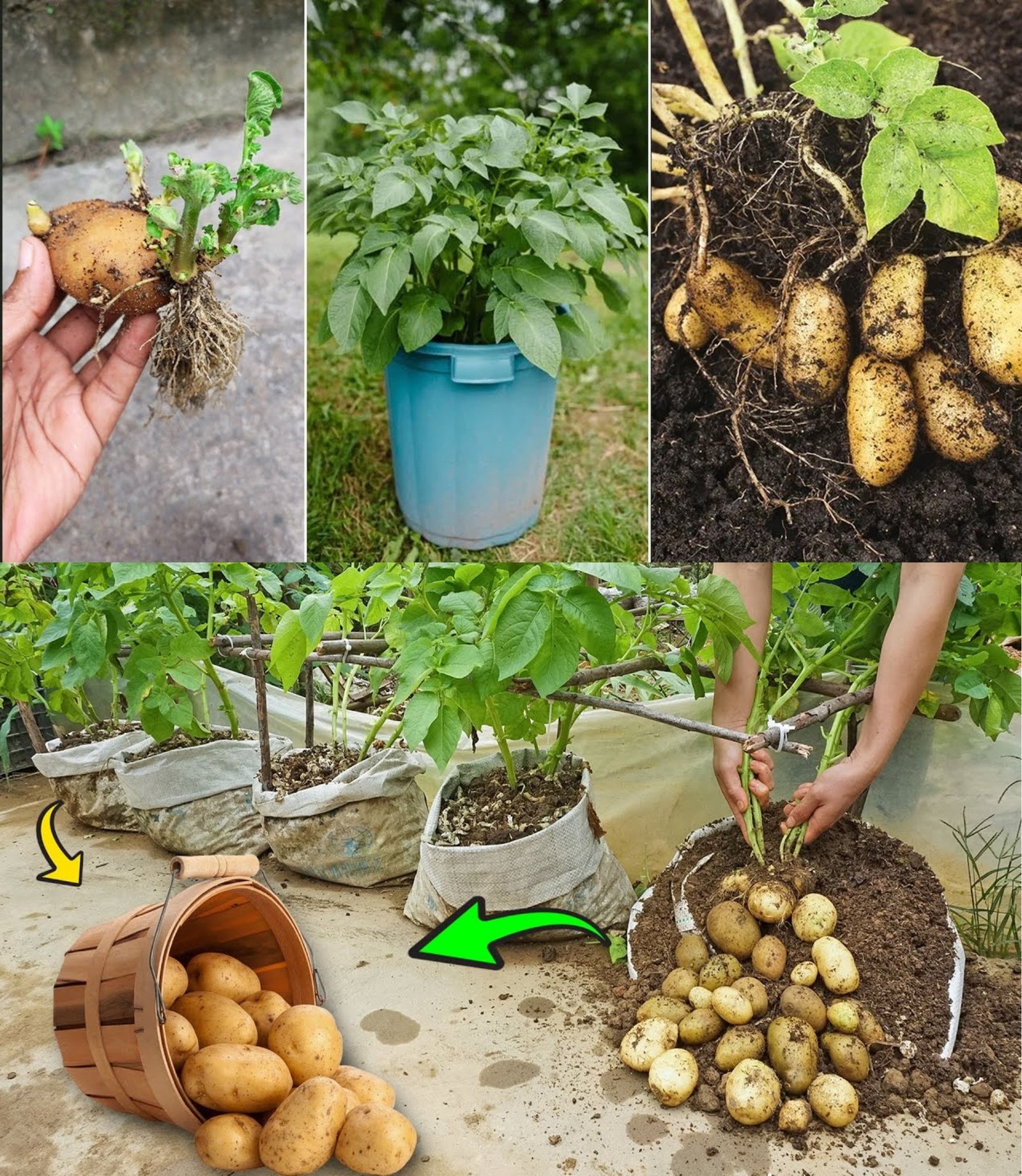 How to Grow Potatoes in Soil Bags