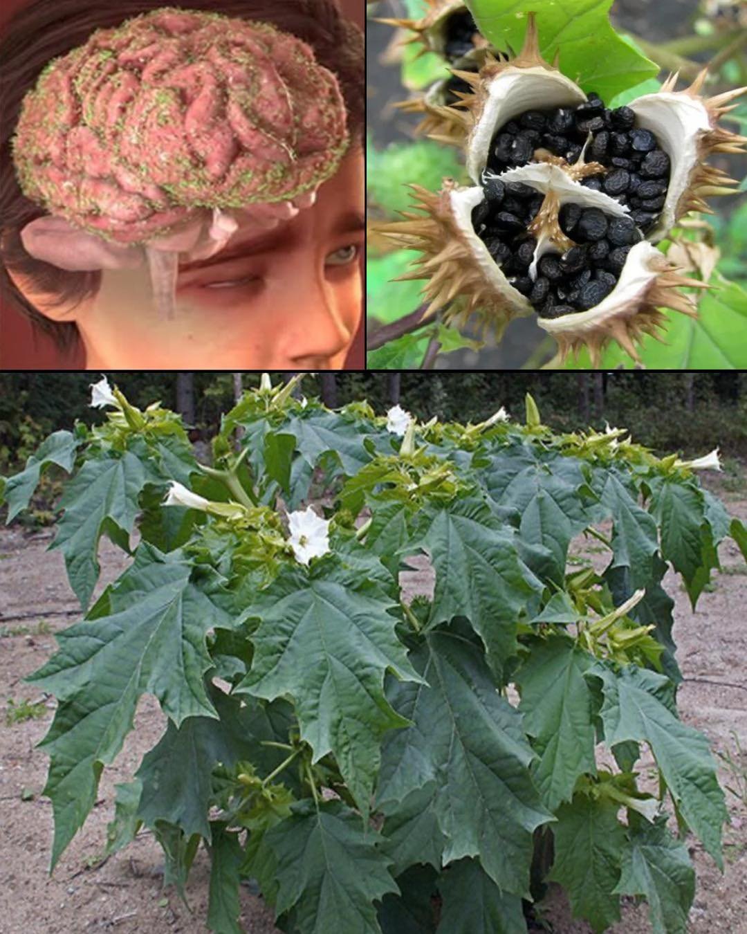 Datura Stramonium: The Enigmatic Thorn Apple Plant