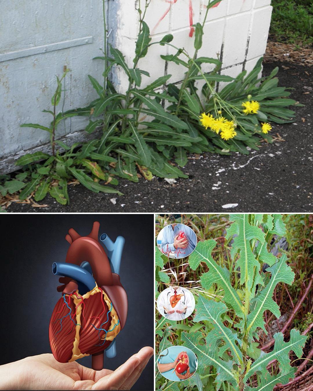 Lactuca Serriola: The Power of Prickly Lettuce That Grows Everywhere