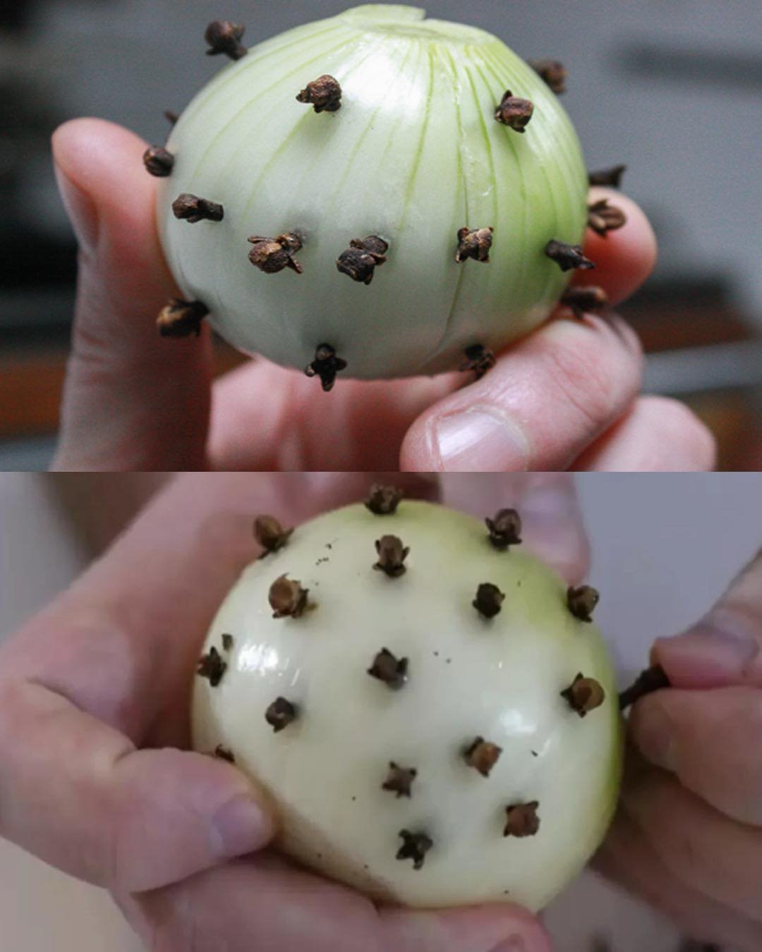 An Onion Studded with Cloves – Benefits and Uses