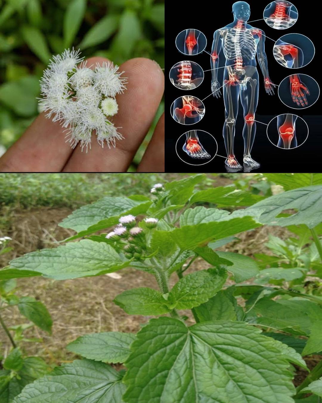 7 Benefits and Uses of Ageratum conyzoides