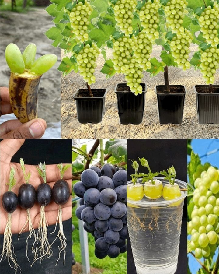 Growing Grapes from Seeds: A Complete Guide for Gardening Enthusiasts