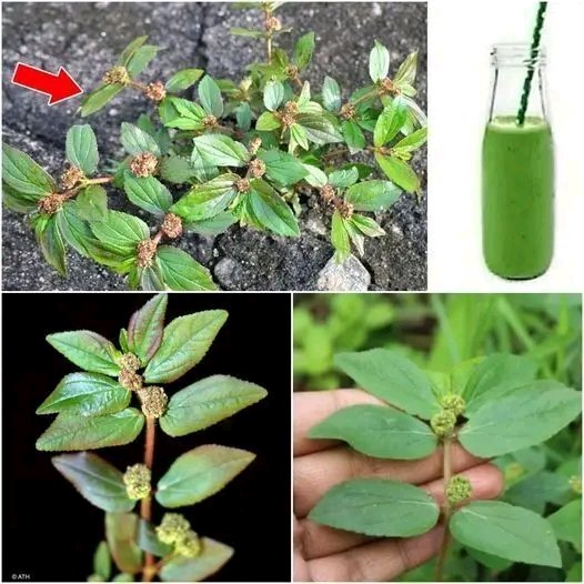 Euphorbia Hirta: The Powerful Leaf That Fights Diabetes, Cholesterol, Fat, and More!