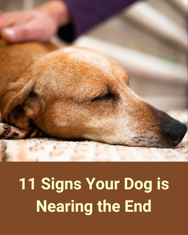 11 Signs Your Dog is Nearing the End…