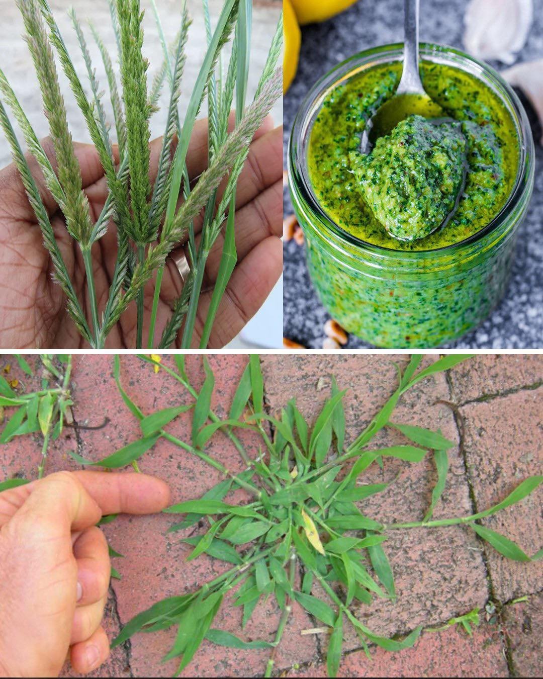 The Healing Power of Goose Grass – A Backyard Miracle for Over 10 Ailments