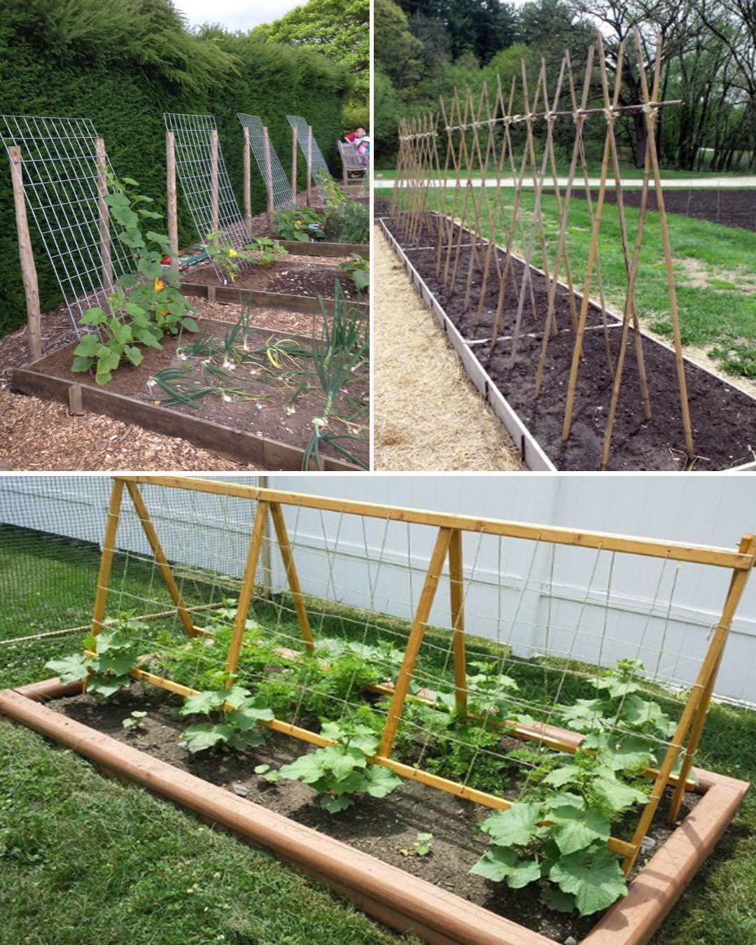 Revolutionary idea for growing cucumbers, pumpkins and squashes