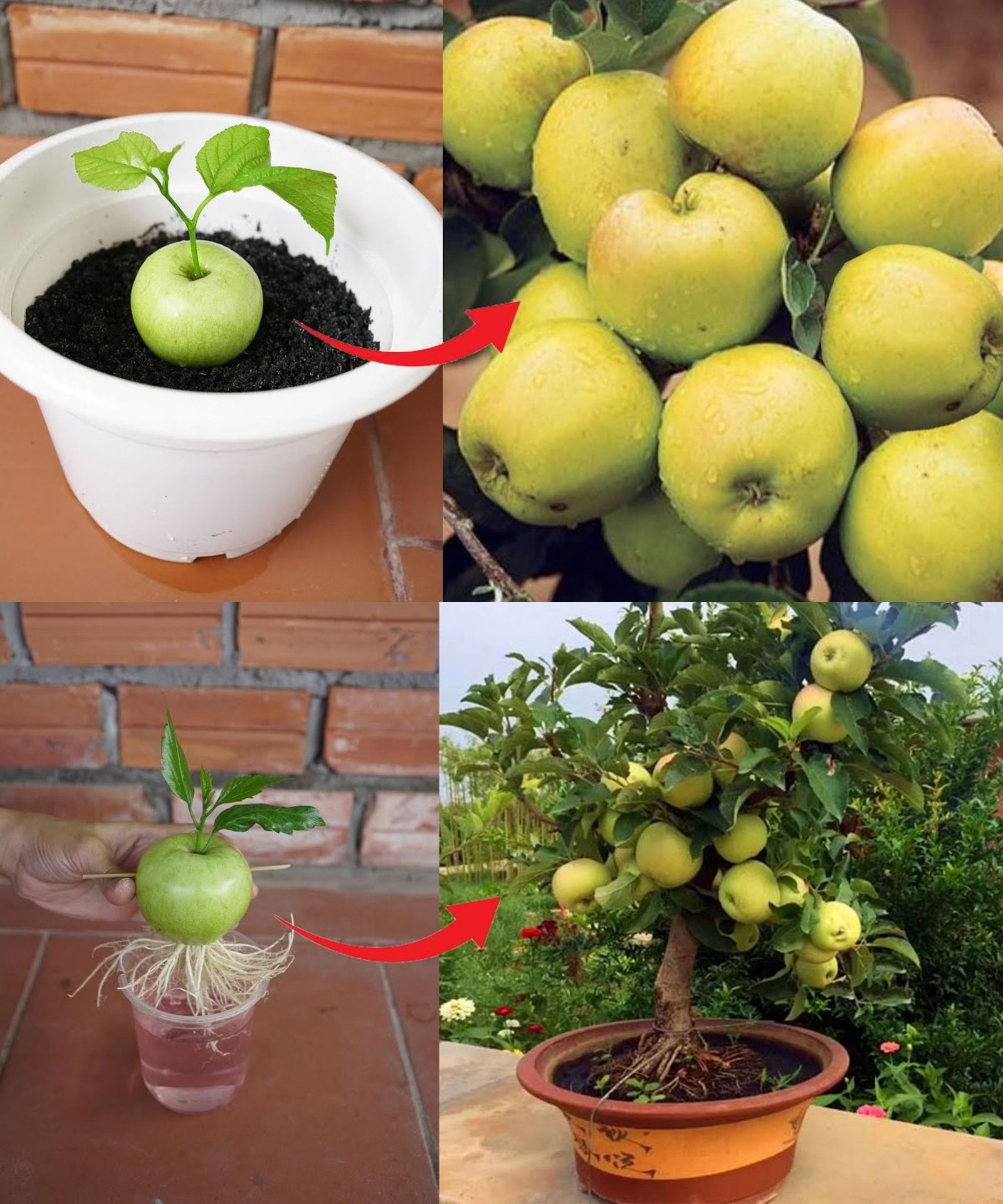 Growing an Apple Tree from Seeds to Enjoy Year-Round: A Step-by-Step Guide