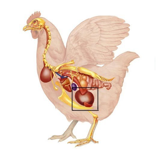 A Did you know that if you eat chicken gizzards, you don’t need to take…